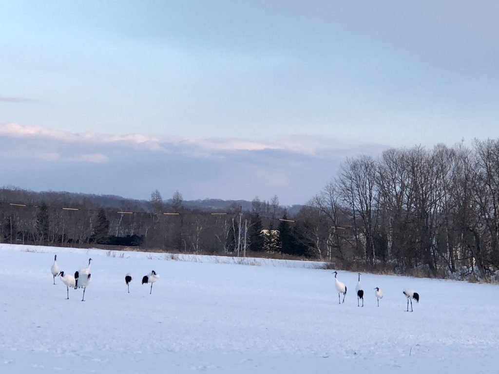 冬の鶴居村・丹頂鶴が舞う清らかな景色